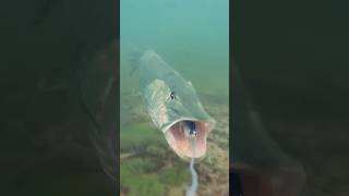 Question is best tackles for siberian pike