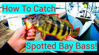 Question is Best time to Fish in San Diego for spotted bass?