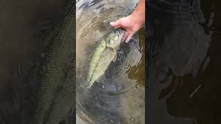 What is the best way to catch largemouth bass?