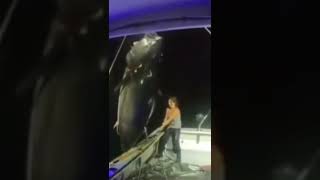 Bluefin tuna fishing area Hong Kong