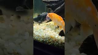 blue marlin fish in hong kong