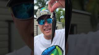 Question is can fish jump out of the water and bite your lure