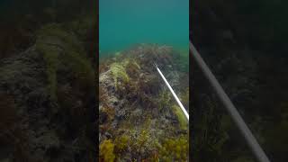 Can you help with spearfishing as well?