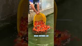 carp called by japanease?