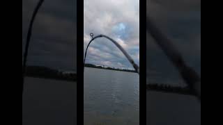 Catfish fishing in lithuania