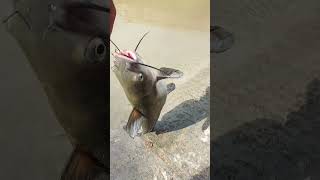 Catfishing in San Antonio area that is a river
