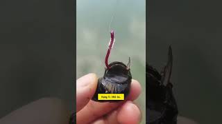 Cách để câu cá là