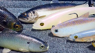 CHR Chuleta Soft Shad