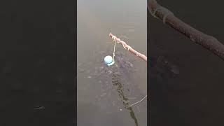 create a video telling how to catch a carp