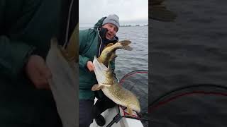 Czy ten kołowrotок jest dobry na sumy?