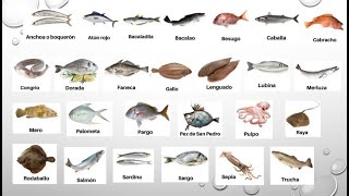 Dime cuál es la talla mínima del sargo en Canarias?