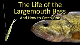 How can I catch bigger bass, including both largemouth and smallmouth?