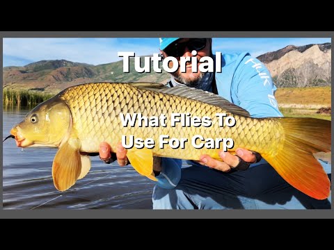 What fly patterns should I use to catch carp, tilapia, tarpon, and snakehead on a fly rod?