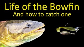 What is the best bait for bowfin, and where are productive spots to fish bowfin in Davenport, FL?