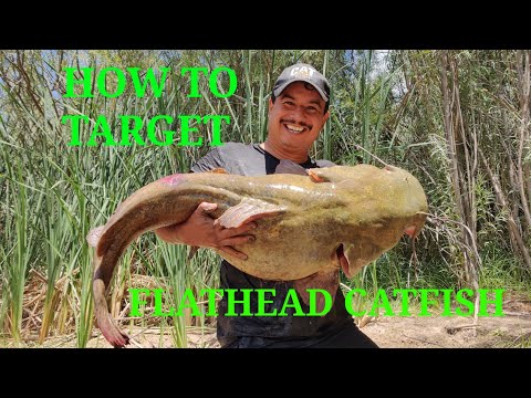 Just caught a 19-pound flathead catfish. What are your thoughts?