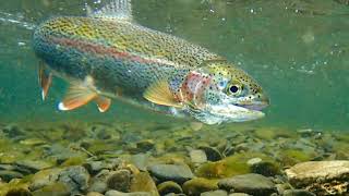 Where to fish in California?