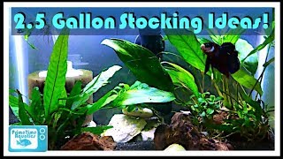 What fish should I keep in a 2.5-gallon aquarium with only white gravel substrate?