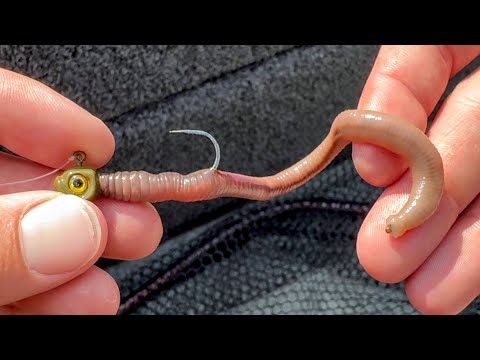 What size offset worm hook should I use for yellow bass?