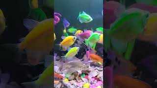 Question is fishhhhhh