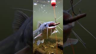 Question is fishing