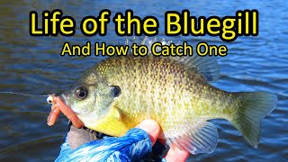 Question is fishing for bluegill in late october