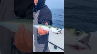 frankfurt main fishing right now