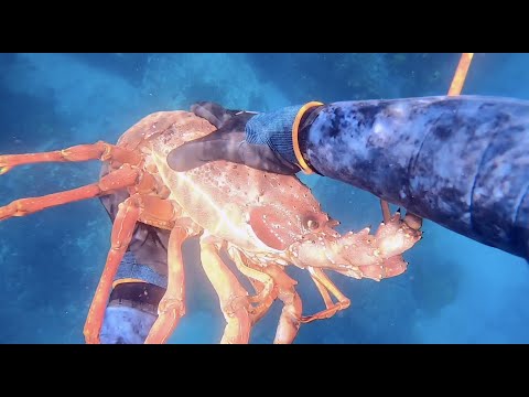 How can I catch lobsters in Jervis Bay?