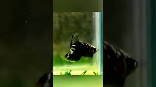 Guppy gave birth of 7 fry and gave a birth of only one fry after a month but it's big in size why