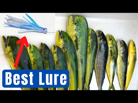 How do you catch Mahi Mahi?