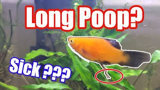 Why is my fish always pooping?