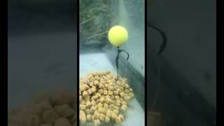 Question is How can I catch carp