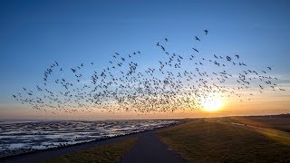 Question is how does the sunlight affect the salmon's migration pattern