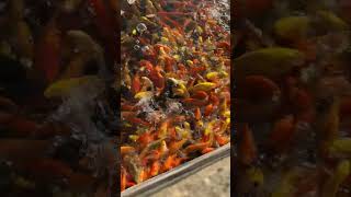 Question is how many fish are there in the Indian Ocean right now (only count fish that are at least 30% orange in colour)