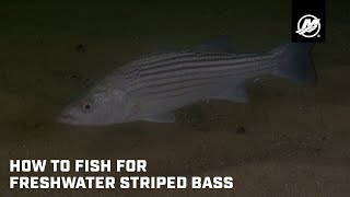 How to catch bigger striped bass if you are only catching schoolies