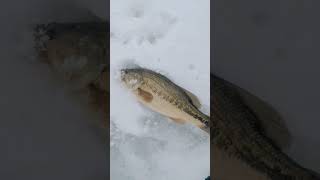 how to find largemouth bass ice fishing in minnesota early ice