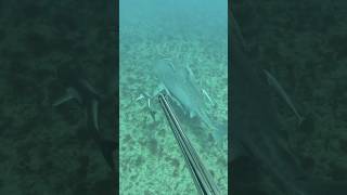 How to fish cobia in Hong Kong's Victoria Harbour?