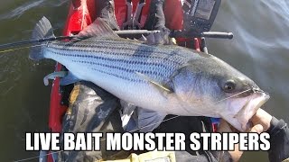 How to fish with live bunker for striped bass