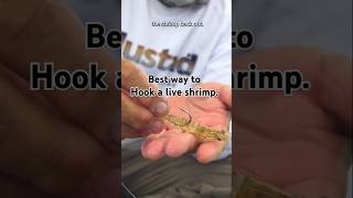 how to nap gost srimp to use as bait