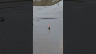 how zander react to green light?