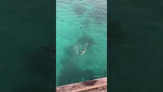 I need to find Bonito in Sydney, where should I fish inside the harbor on the rocks, or on the rocks near Aussie beaches Sydney NSW.