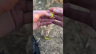 I want to catch perch and rainbow trout, do you have any tips on catching them?