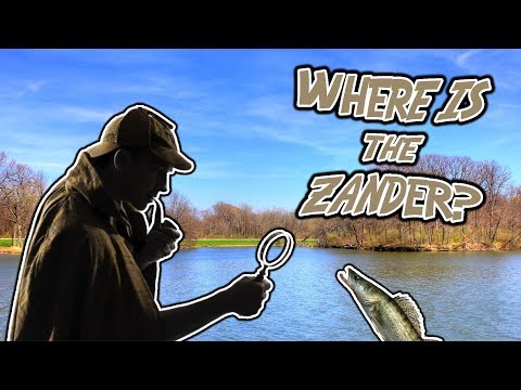 How do I catch Zander using trolling?