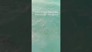 Kam tin river best fishing spot for indopacific tarpon