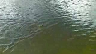 Lower shing mun have fish