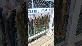 Question is Lures for lakes in pa