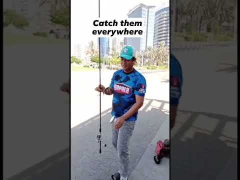 Is it easy to catch bigeye scad?