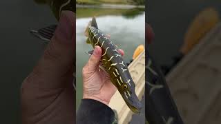 Mocro roach silver 6