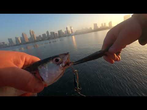 What is the best time to catch mackerel in San Diego?