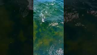 What’s a solid jigging-at-sea setup under €100?