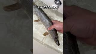 On average, how big is a Northern Pike